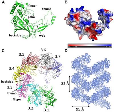 A CRISPR RNA Is Closely Related With the Size of the Cascade Nucleoprotein Complex